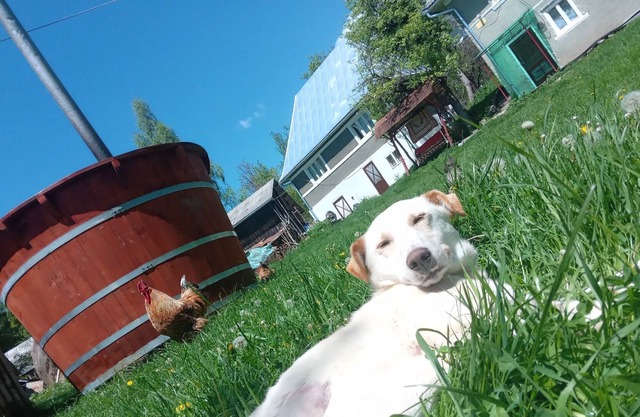 Idylic Family Sejour with Hottube in Green Land