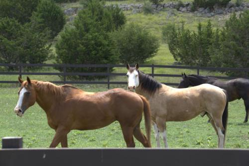 Josietta's Hill Country Hideaway