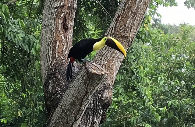 Jungle cabin at Playa Lapa, Corcovado sunset, beach, lagoon, kayaks.