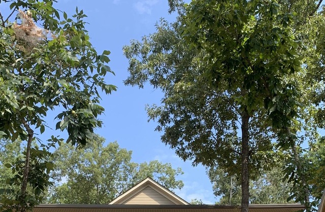 Lakefront Beauty On Lake Wedowee in Deep Water