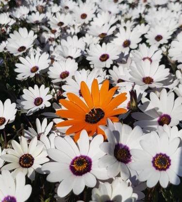 Langebaan Paradise Beach Self Catering 5 Elara