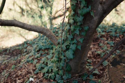 Lila Casas de Montaña