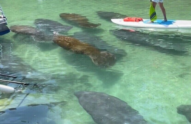 Little House on the River - on main river not canal,includes kayaks,paddle-board