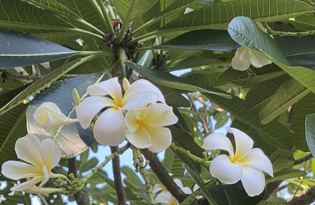 Live like a local minutes from the beach