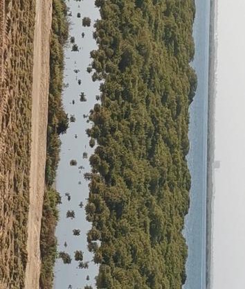 Mangroves view suites