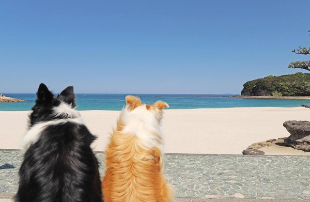 Nanki Shirahama Wan Wan Paradise