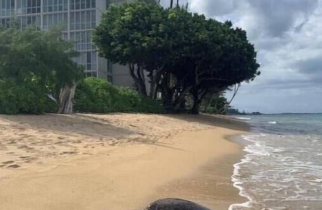 Newly renovated, oceanfront, AC, beautiful views, steps to secluded beach