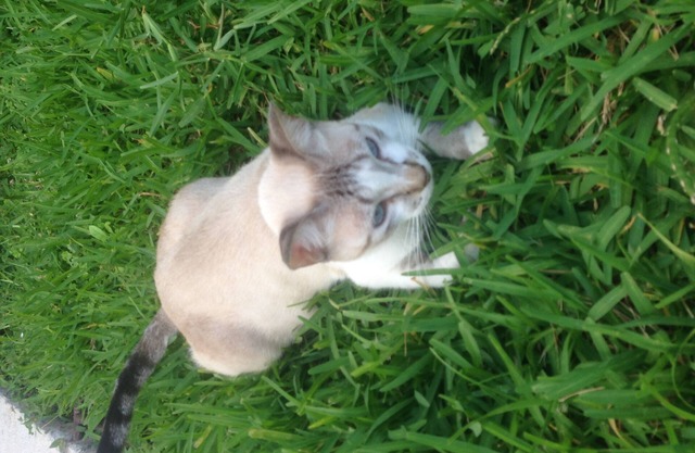 Nice room nearby beach, 2 full bed