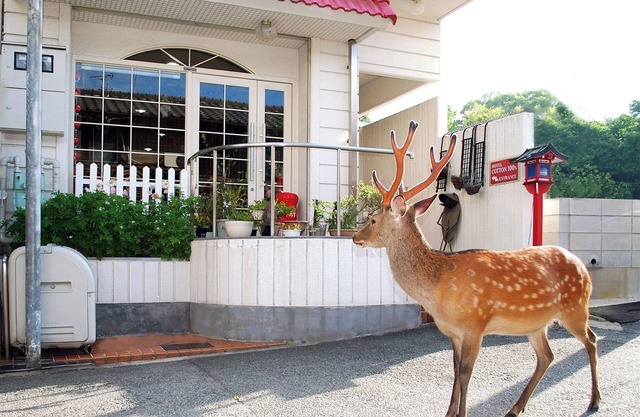 No SmokingTwin Room/Nara Nara