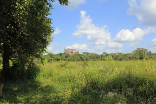 Paddy Field view Lodge Sigiriya