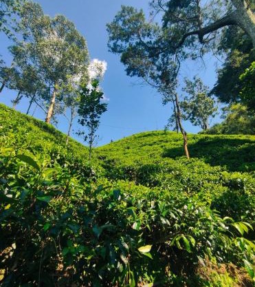 Pepper Garden Resort