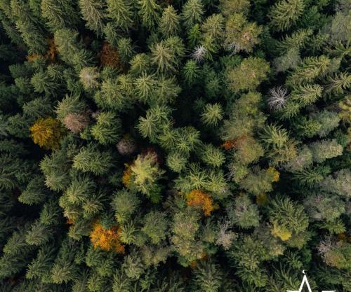 Placàt Eco Camping nel bosco