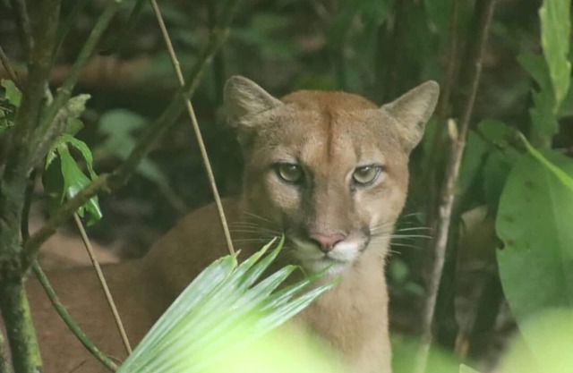Pure Nature, 3 kilometers away from Corcovado Park, La Leona Station