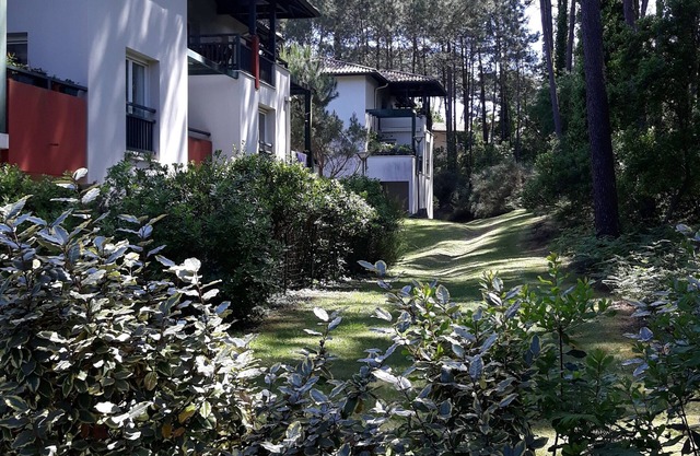 Quiet apartment surrounded by pine trees