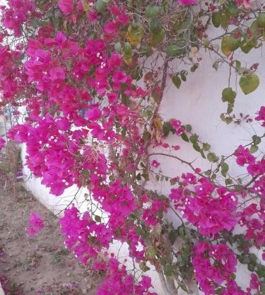 Residence Nour douz