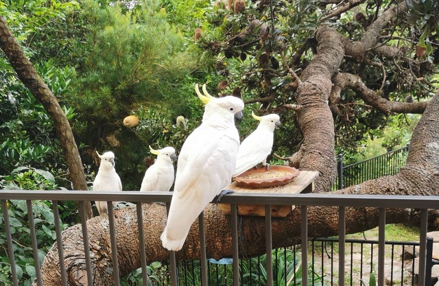 Rock Pool Bush Vista