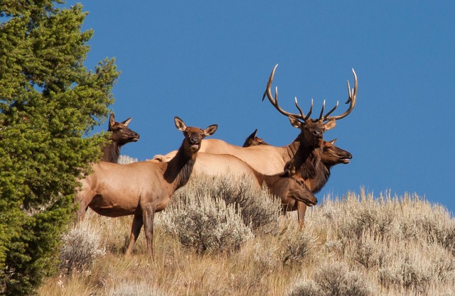 Rocky Mountain RV Camp