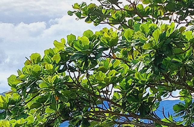 Sea view house 10 minutes from the beach