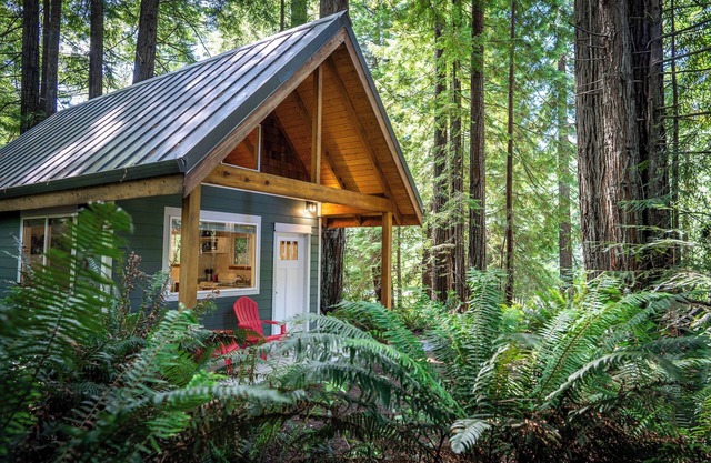 Secluded Cabin in Redwood Forest