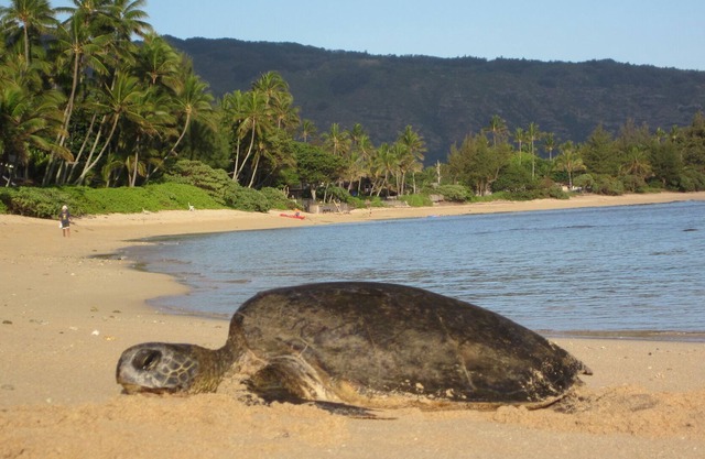 Serene Ocean Front cottage lets you live like a local