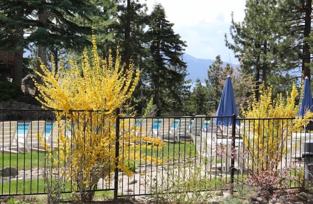 Ski Chalet 2 Bdrm,2 Bath +Loft, Near Heavenly… availability 30 nights plus