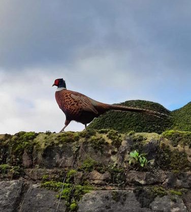 Spacious and bright 1 - bedroom rental unit