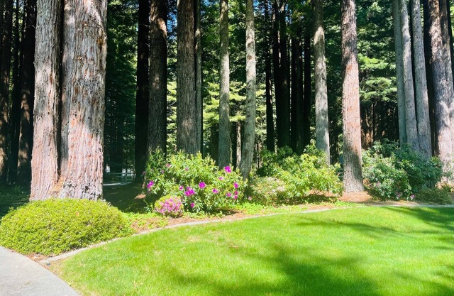 Stay in your own Redwood Wonderland