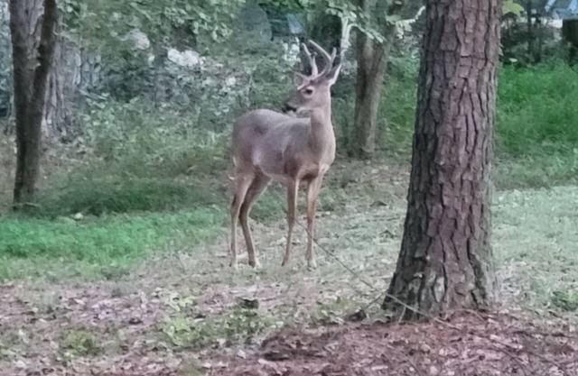 Studio apartment in the Country-private entrance-long term