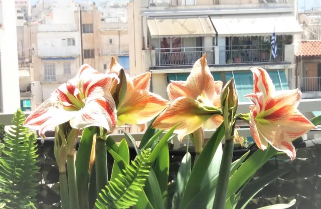 Sunny Studio Penthouse in center of Athens