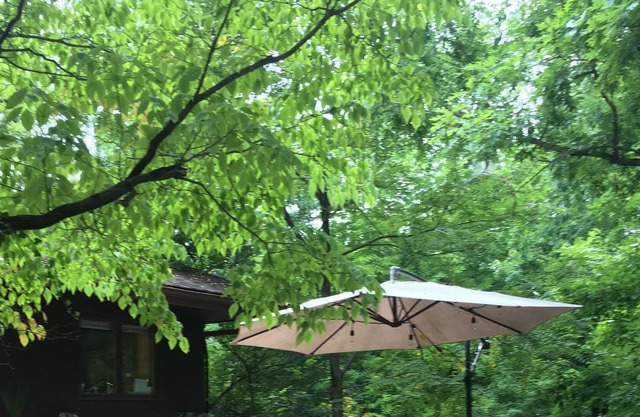 The Baumhaus (Treehouse)