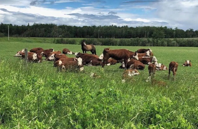 The Farmhouse at Elm Creek Farms