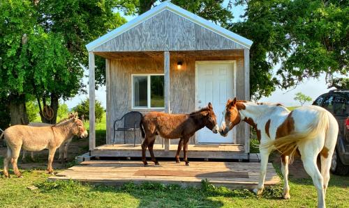 Tiny Cabin at the DonkeyRanch