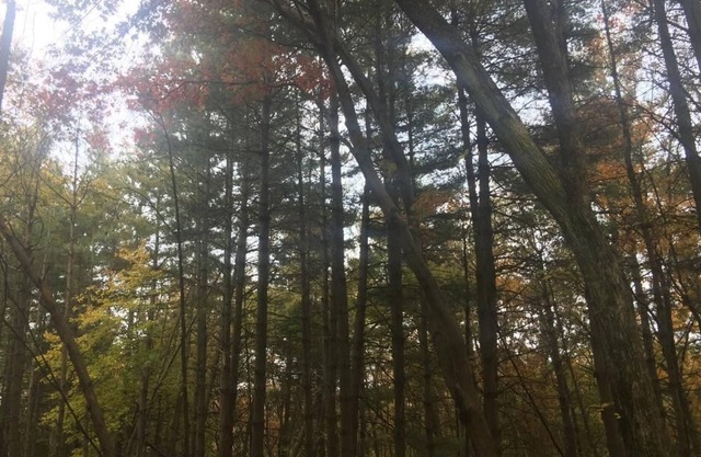 Total Solar Eclipse April 8 2024