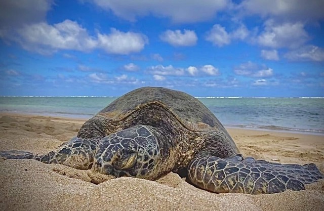 Turtles, Swim Beachfront Ocean view, New bigger AC. Wash-dryer in unit, parking