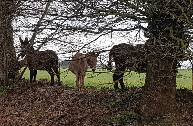 Ty Bihânes welcomes you to a peaceful setting in the heart of the countryside, surrounded by donkeys.
