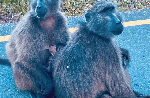 Una Bella Vita - A Beautiful Life . Fresh Seafood, Mountains and the Beach