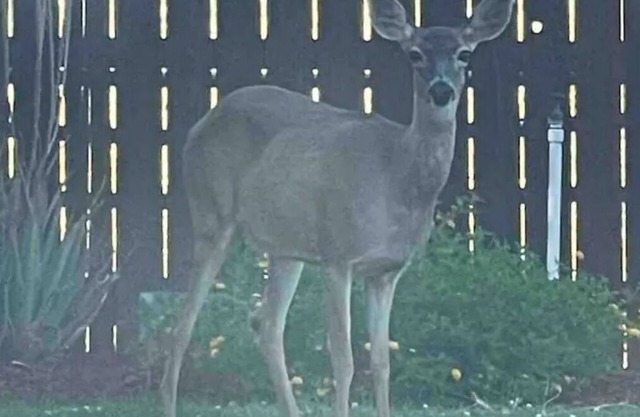 Unwind and relax at our country cozy getaway home