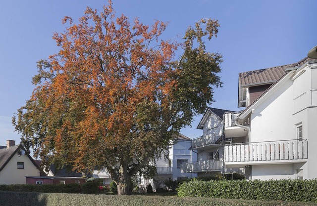 Vacation apartment/apartment for 2 guests with 54m² in Ostseeheilbad Zingst (21727)