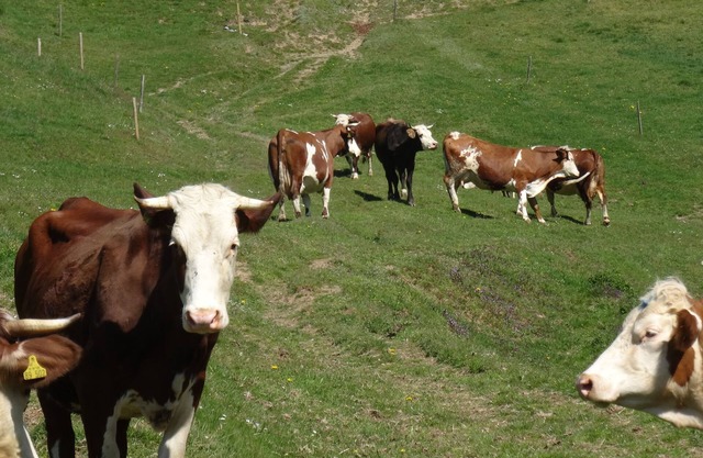 Vacation on a farm with lots of animals