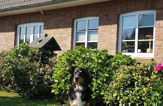 Vacation with a dog in North Frisia