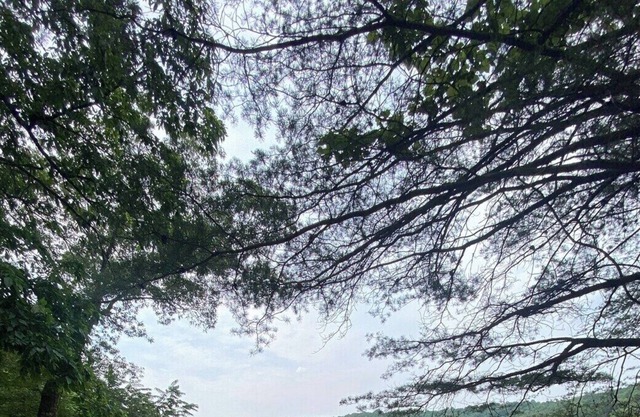 Valley View Campsite Serenity