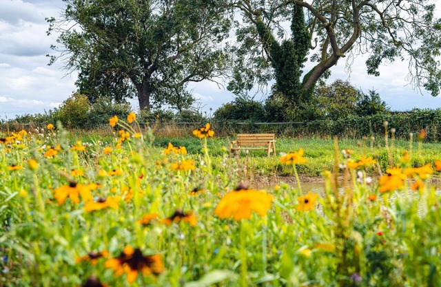 Veiko - Mayflower Meadow