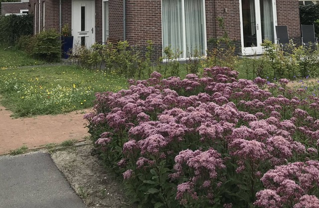 Villa in Noordwijkerhout (municipality of Noordwijk), near Sea and Town centers