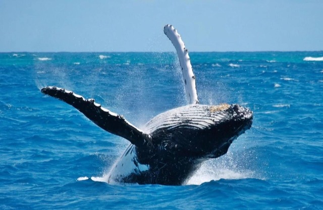 Villa w/picuzzi and ocean view at Puerto Bahia M5