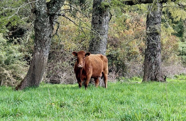 Vive la naturaleza en paz en Fundo Bonanza, Puyehue. Amplia casa.