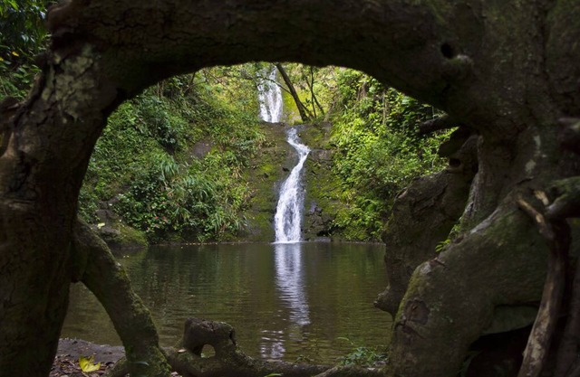 Waipio Botanical Gardens in the heart of Waipio with waterfall & beach access!