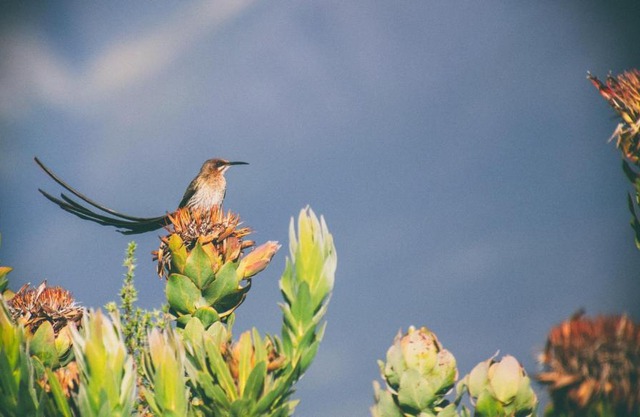 Wild Rescue Nature Reserve