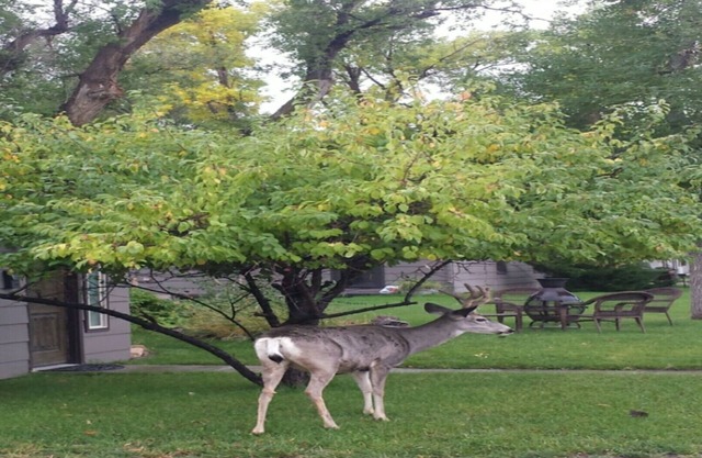 YELLOWSTONE HOUSE OF THE 3 BEARS, 2 Blocks to Downtown, Book Same Day 4bd/2bth