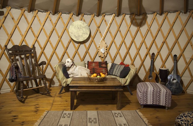 Yurt located in a little oak grove