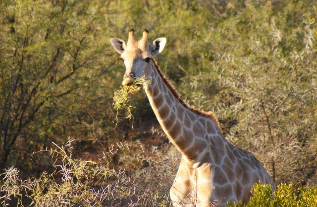 Zwartberg View Mountain Lodge